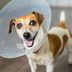 15 Everyday Habits of Great Dog Owners