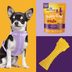 What Can You Give a Dog for Pain?