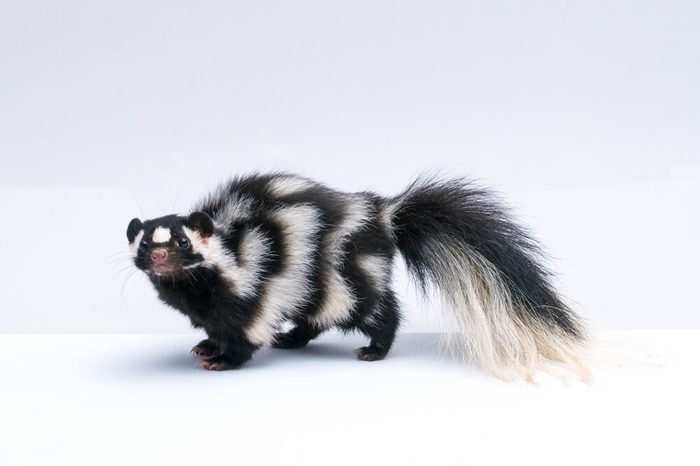 Spotted Skunk on White Background