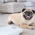 9 Medical Reasons Why Your Dog Might Smell Bad