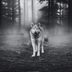 This Hiker Saved the Life of an Alaskan Timber Wolf—4 Years Later the Wolf Still Remembered Him