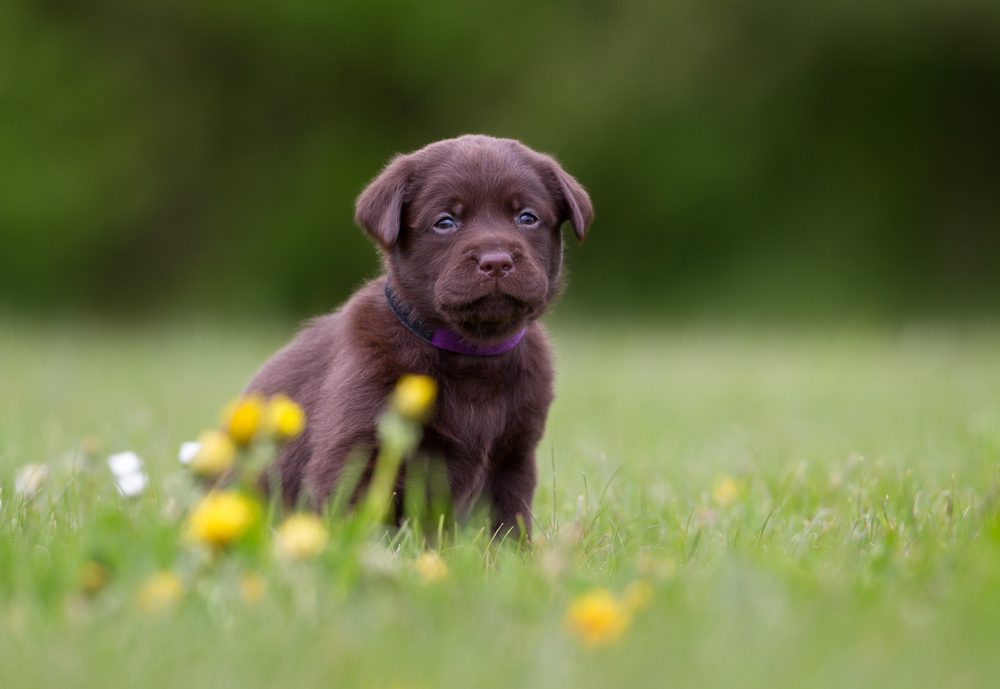 Young puppy of brown labrador retriever dog photographed outdoors on grass in garden.