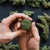 What Does 420 Mean—How It Became Known for Marijuana