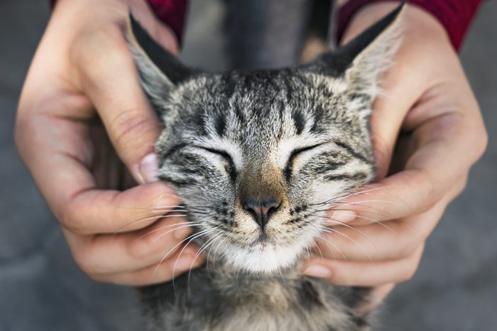cat chin scratch 