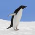 7 Penguin Facts That Were Hidden for a Century