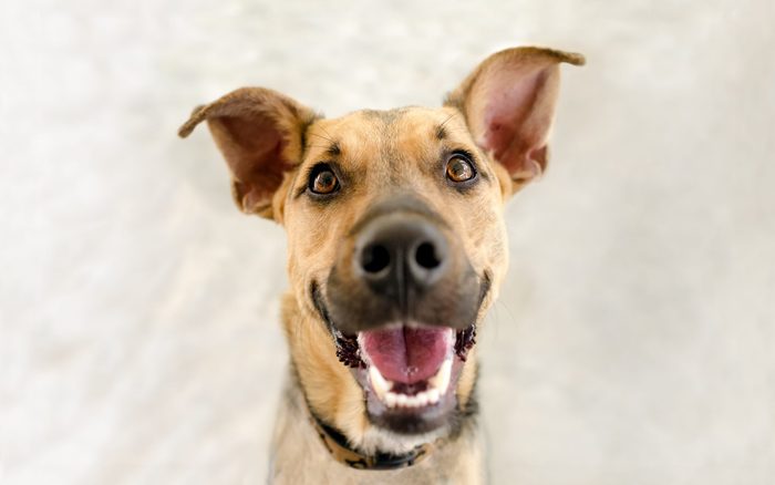 10 Things Your Dog Should Be Doing Every Single Day