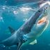 Is the Ocean Really Running Out of Fish?