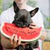 35 Best Human Foods Good for Dogs, According to Pet Experts