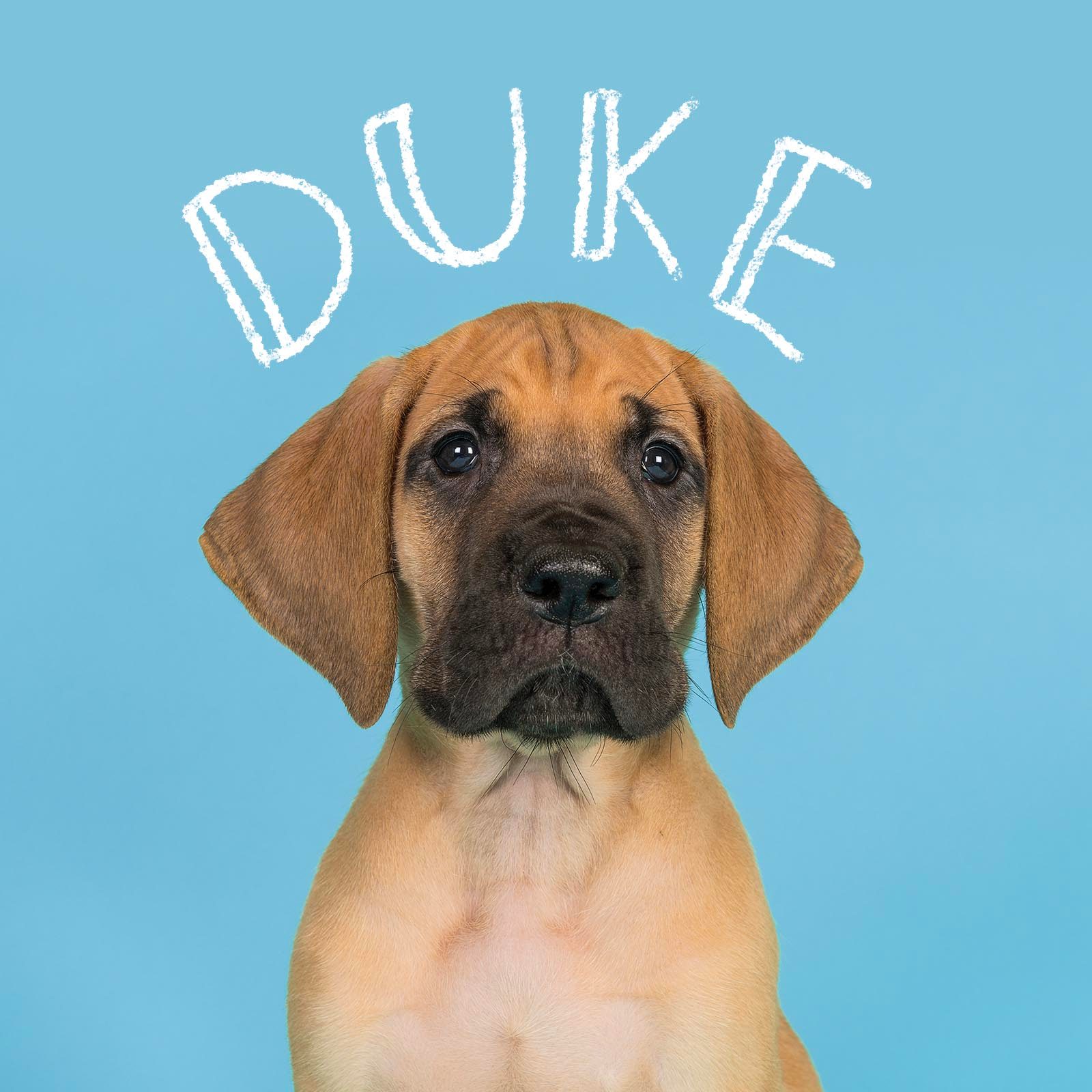 Boy dog name handwritten over a photo of a dog