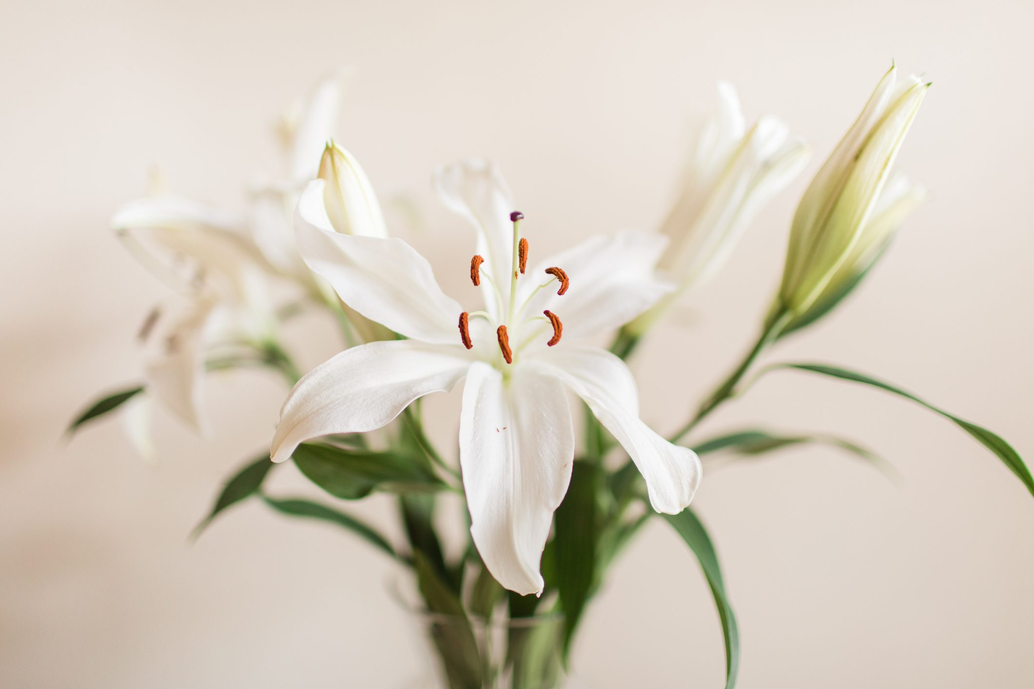 White Easter Lily Flowers in a Glass Vase with a Neutral Background for a Simple Cozy Valentine's Day at Home in 2021