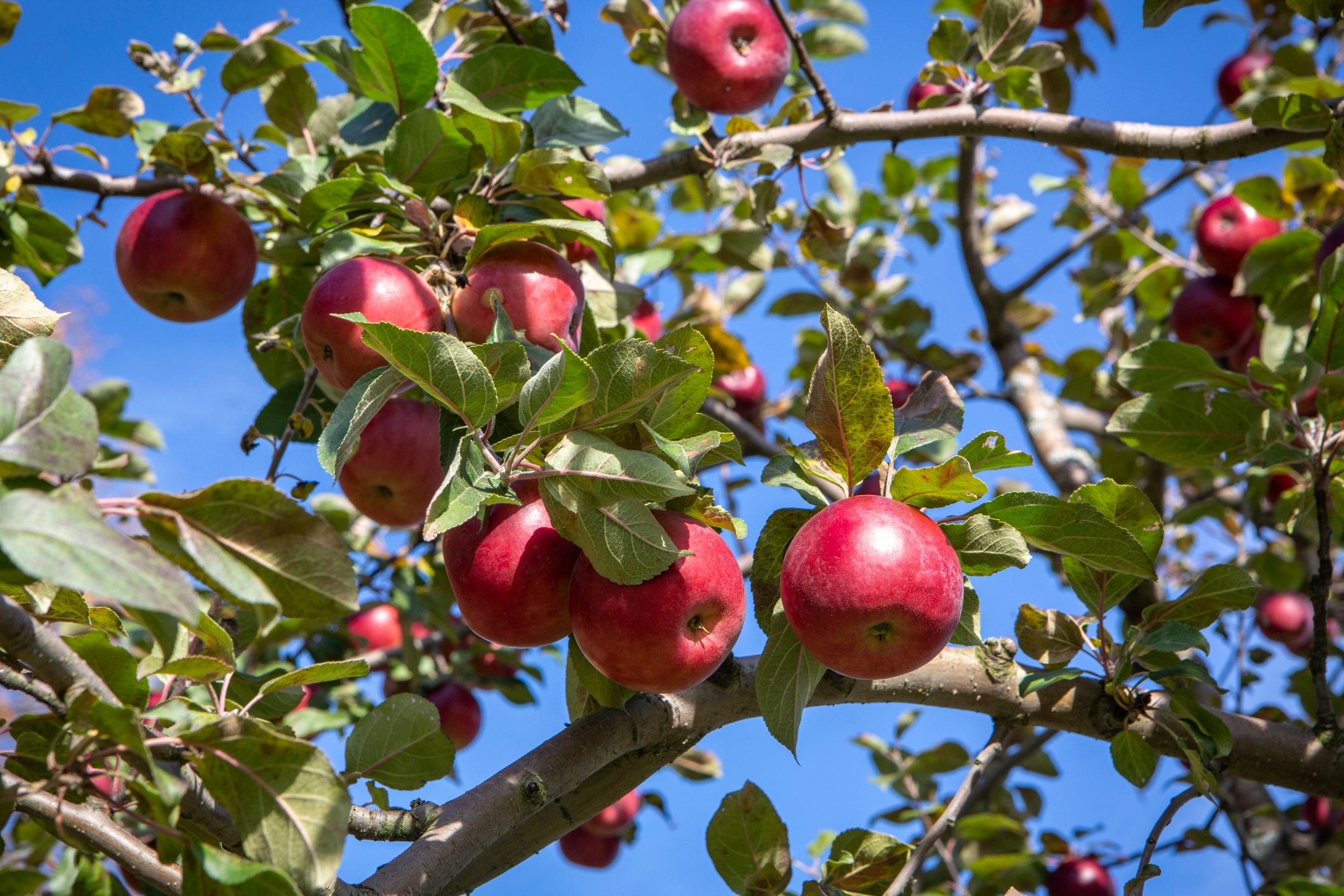 Red apples hang from branches adorned with green leaves, set against a clear blue sky.
