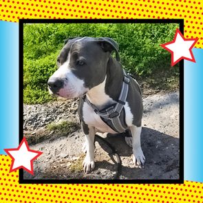 Dog sits calmly on a dirt path, wearing a harness, surrounded by green foliage, framed with colorful, comic-style stars and dots.
