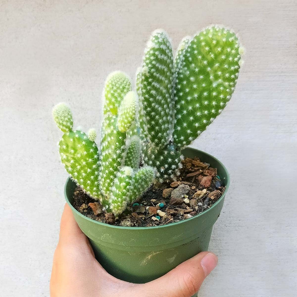 Opuntia Microdasys Bunny Ears Cactus Ecomm Via Amazon.com