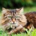 17 Longhaired Cat Breeds That Have Seriously Impressive Locks