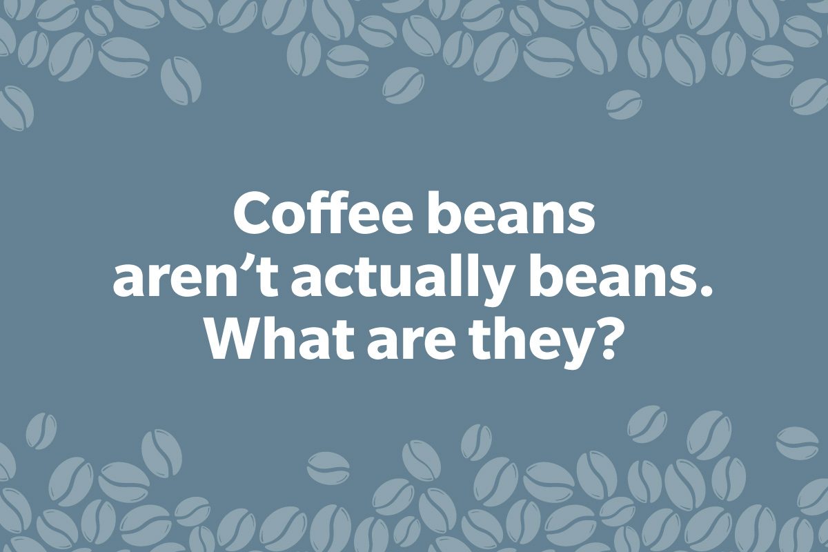 Coffee Trivia Question on a frame of coffee beans graphic