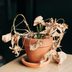 Here's the No. 1 Reason Your Houseplants Are Dying Right Now—And What You Can Do About It