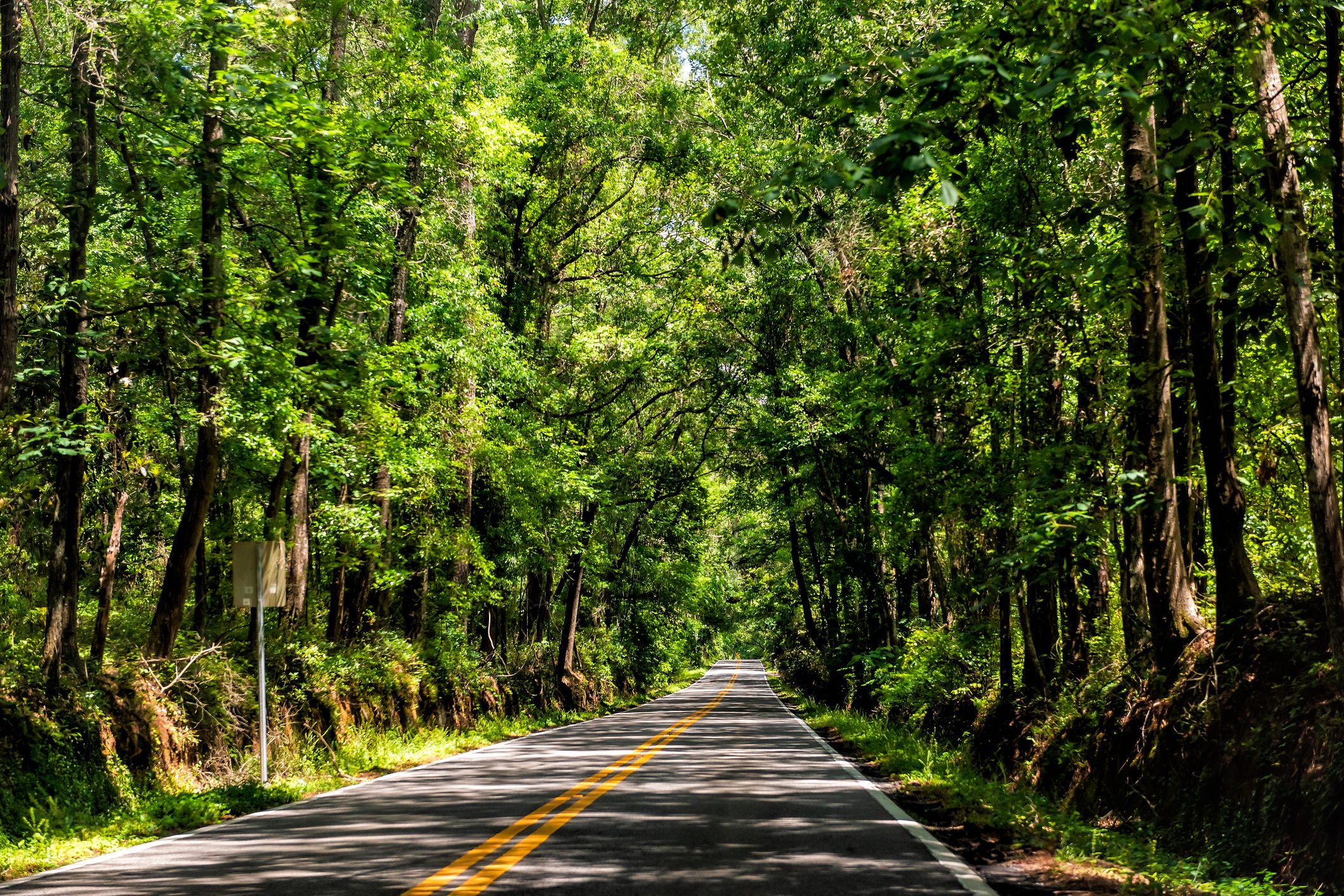 Road through a thick canopy of southern oak trees
