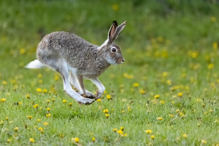 White-tailed Jackrabbit hopping through a flowery field