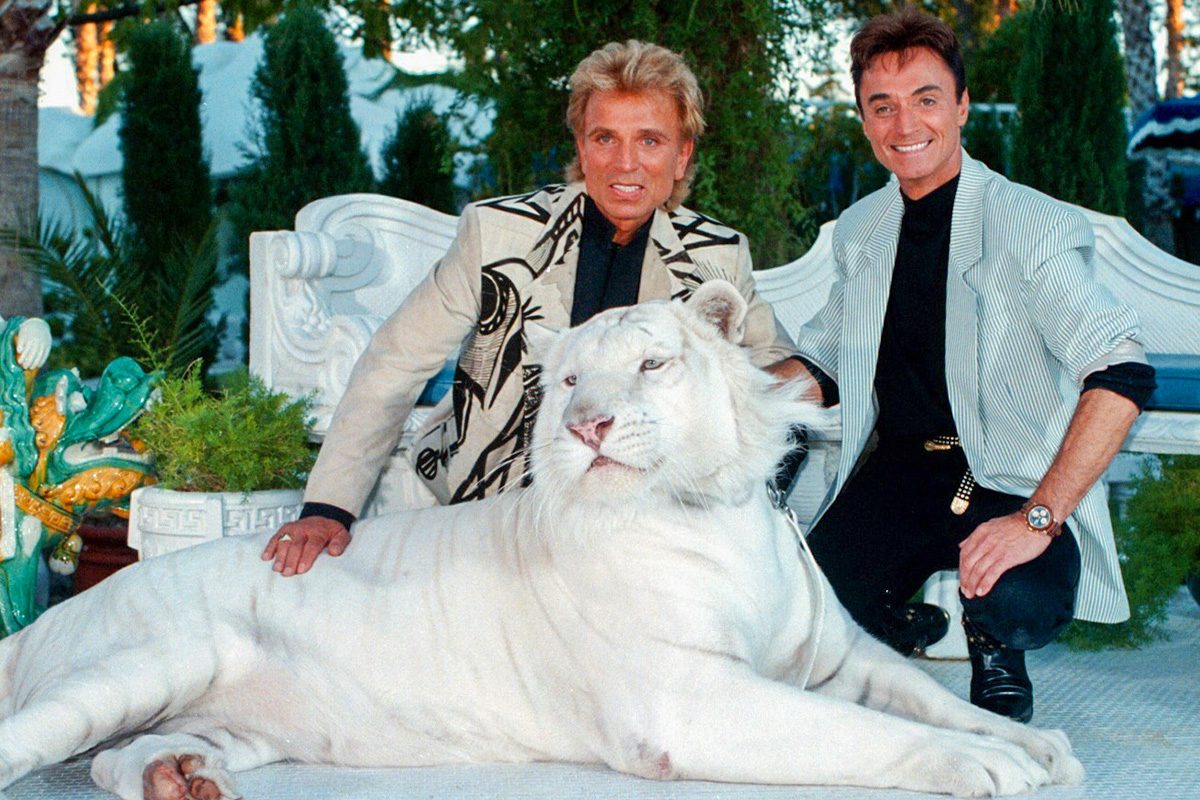 What Really Happened In The Siegfried & Roy Tiger Attack Gettyimages 179743047