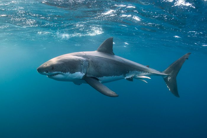 8 Misunderstood Shark Facts to Set the Record Straight